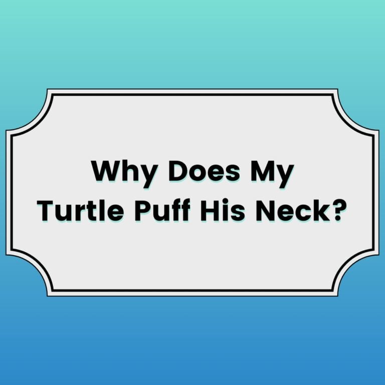 Why Does My Turtle Puff His Neck