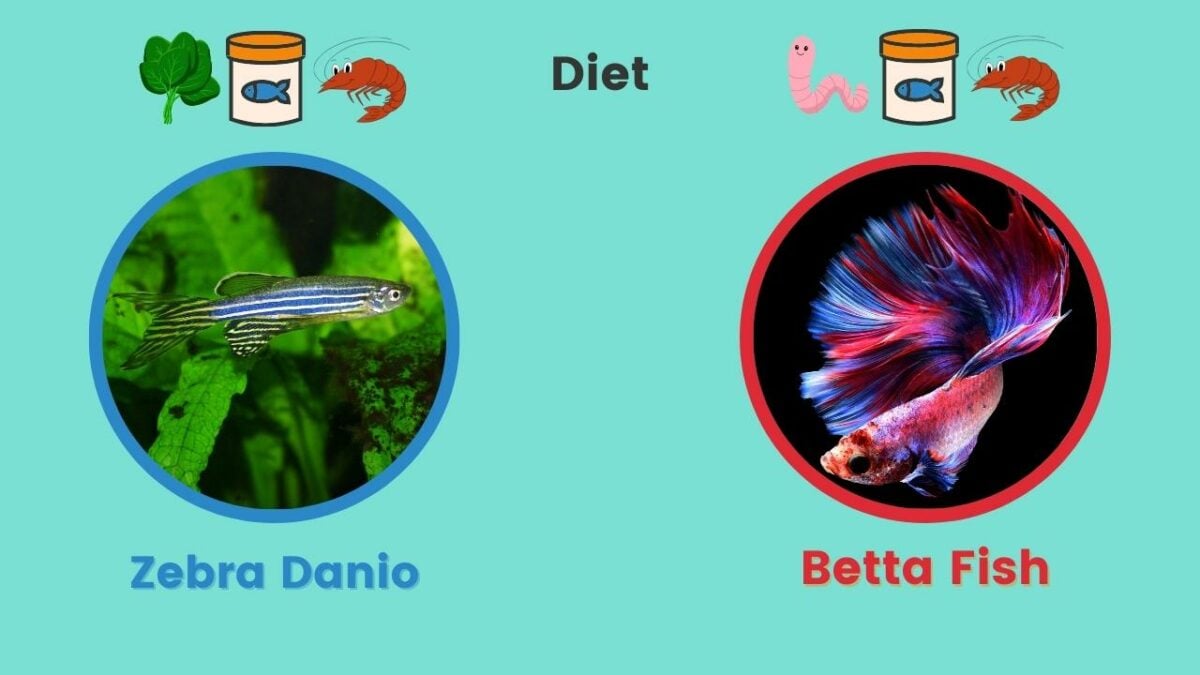 Can Zebra Danios Live With Betta Fish Diet