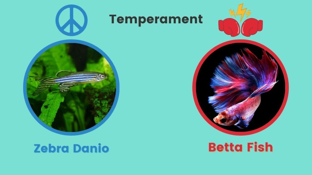 Can Zebra Danios Live With Betta Fish Temperament