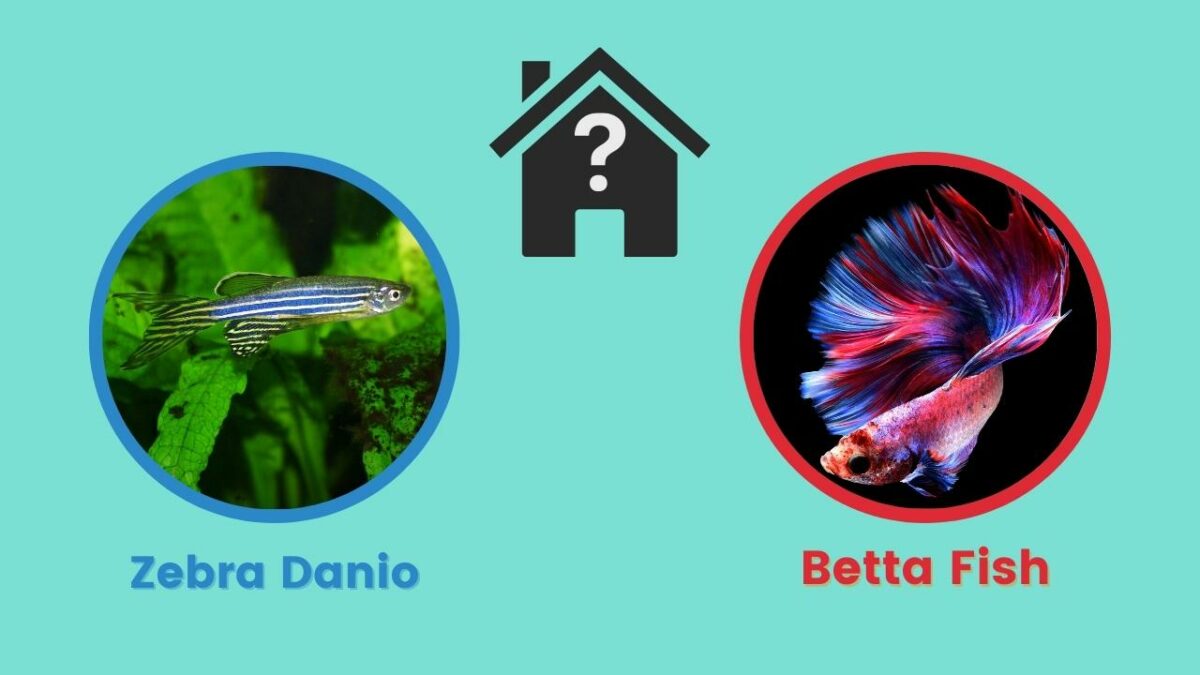 Can Zebra Danios Live With Betta Fish?