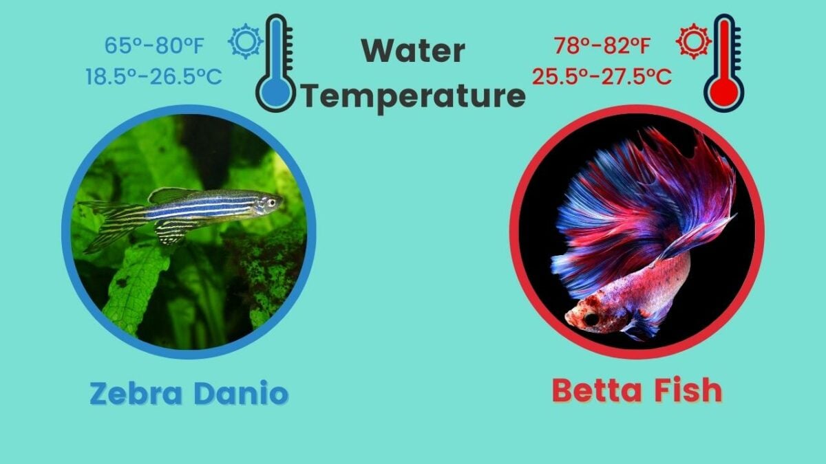Can Zebra Danios Live With Betta Fish Water Temperature