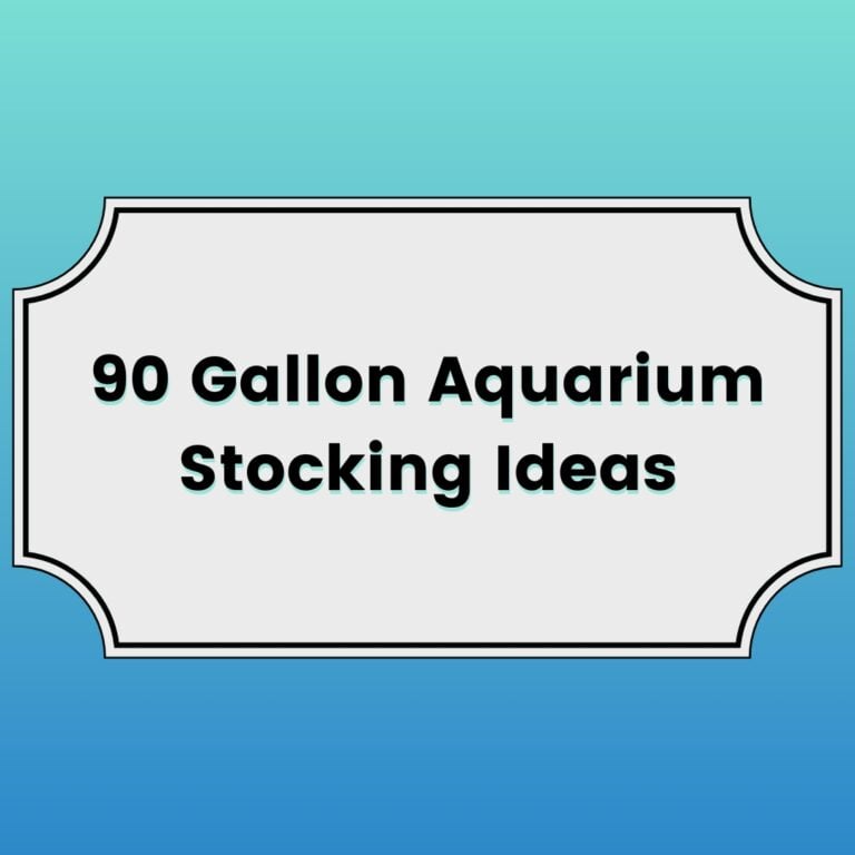 90 Gallon Aquarium Stocking Ideas