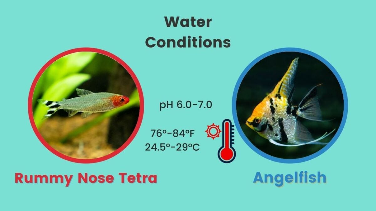 Rummynose Tetra & Angelfish Water Parameters