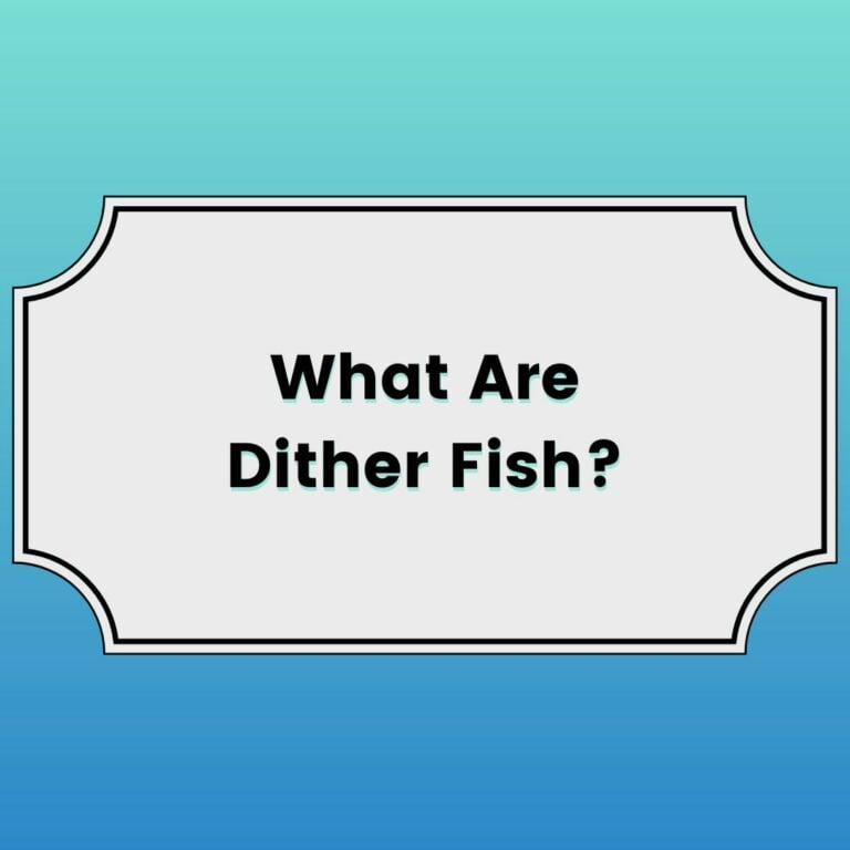 What Are Dither Fish Featured Image
