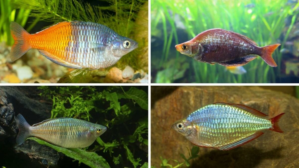 Best Rainbow Fish For Dither Fish
