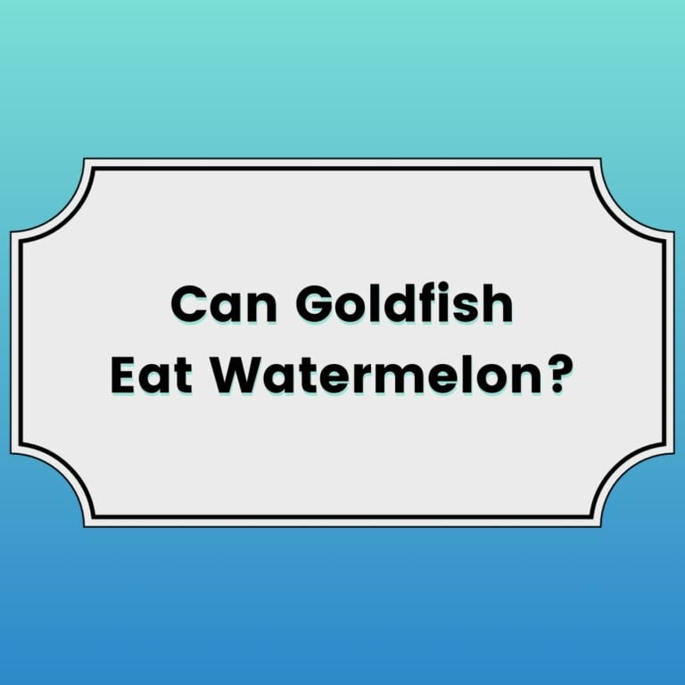 Can Goldfish Eat Watermelon