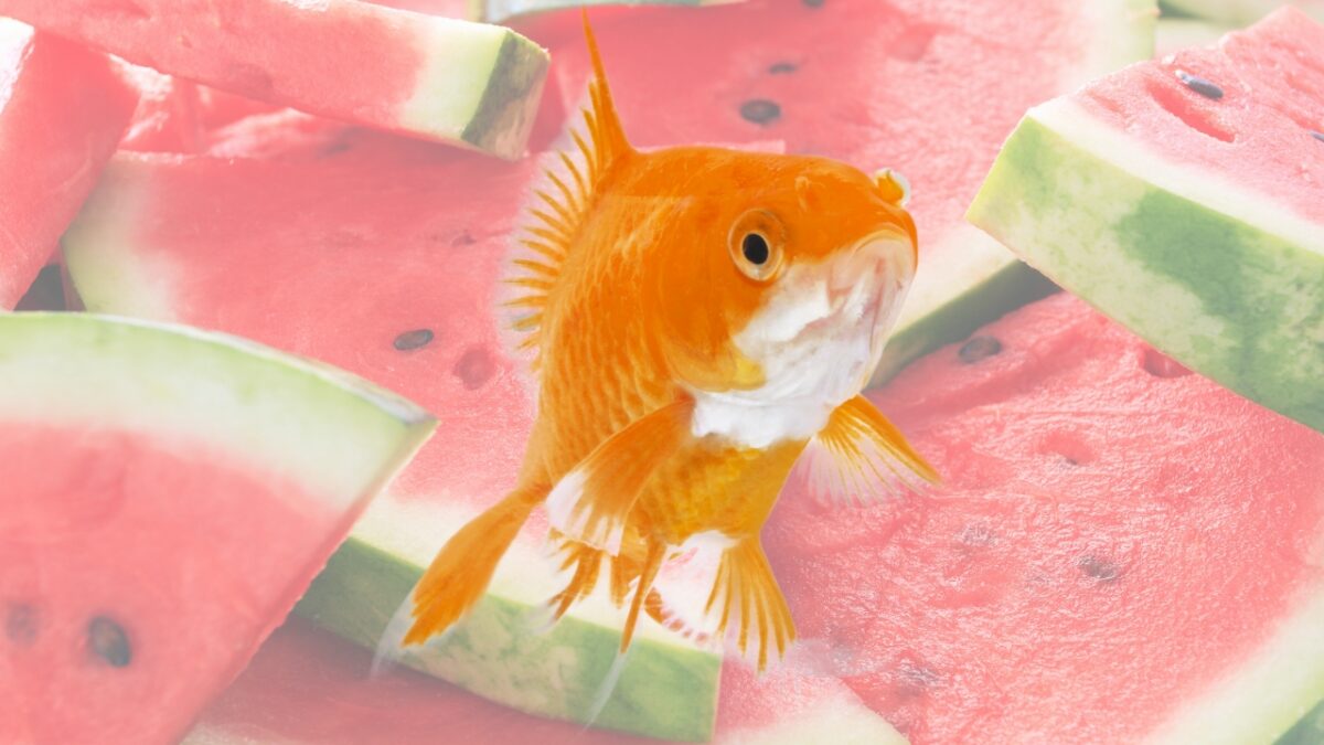 Can goldfish eat watermelon