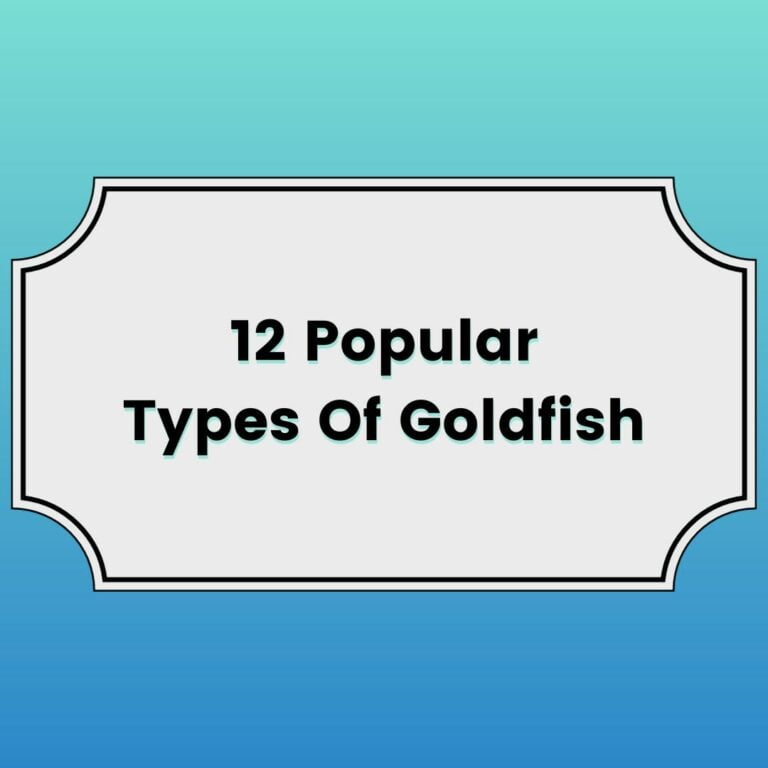 12 Popular Types Of Goldfish