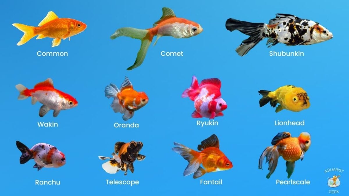 12 Popular Types Of Goldfish image