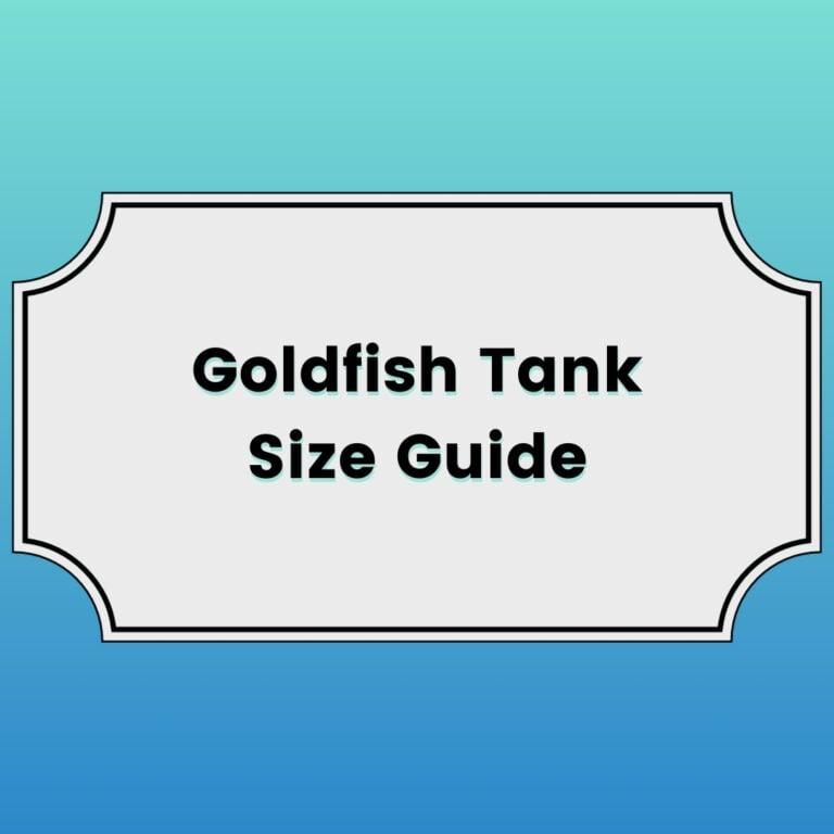 Goldfish Tank Size Guide