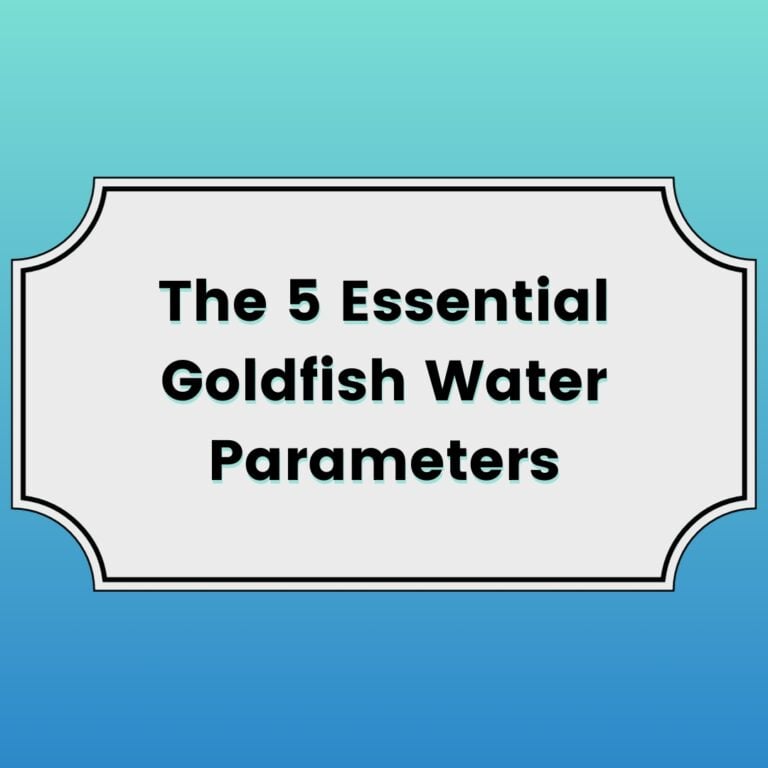 5 Essential Goldfish Water Parameters