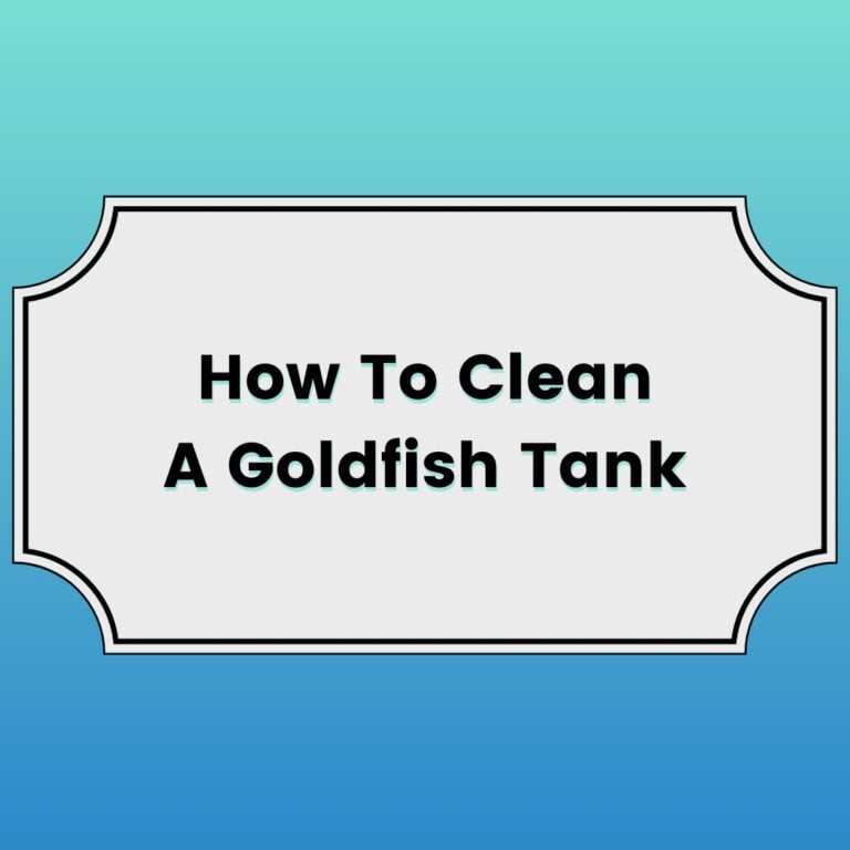 How To Clean A Goldfish Tank