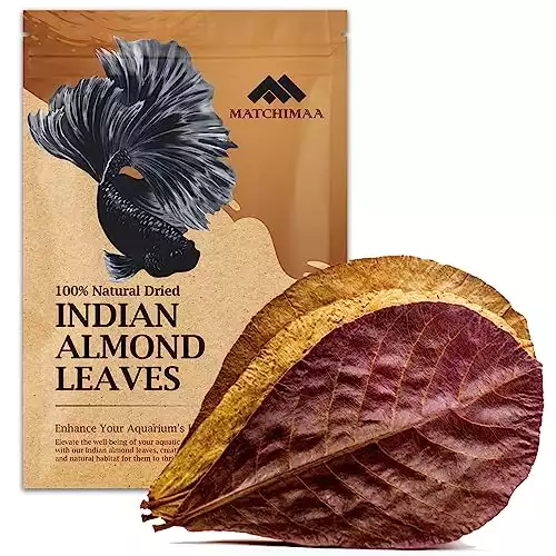 PREMIUM INDIAN ALMOND LEAVES - 50G (20-25 COUNT)