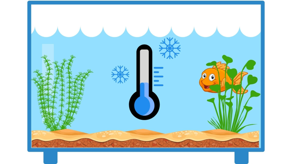 Goldfish Tank Temperature
