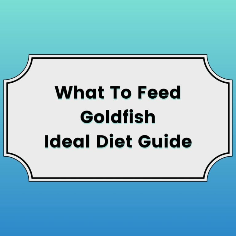 What To Feed Goldfish