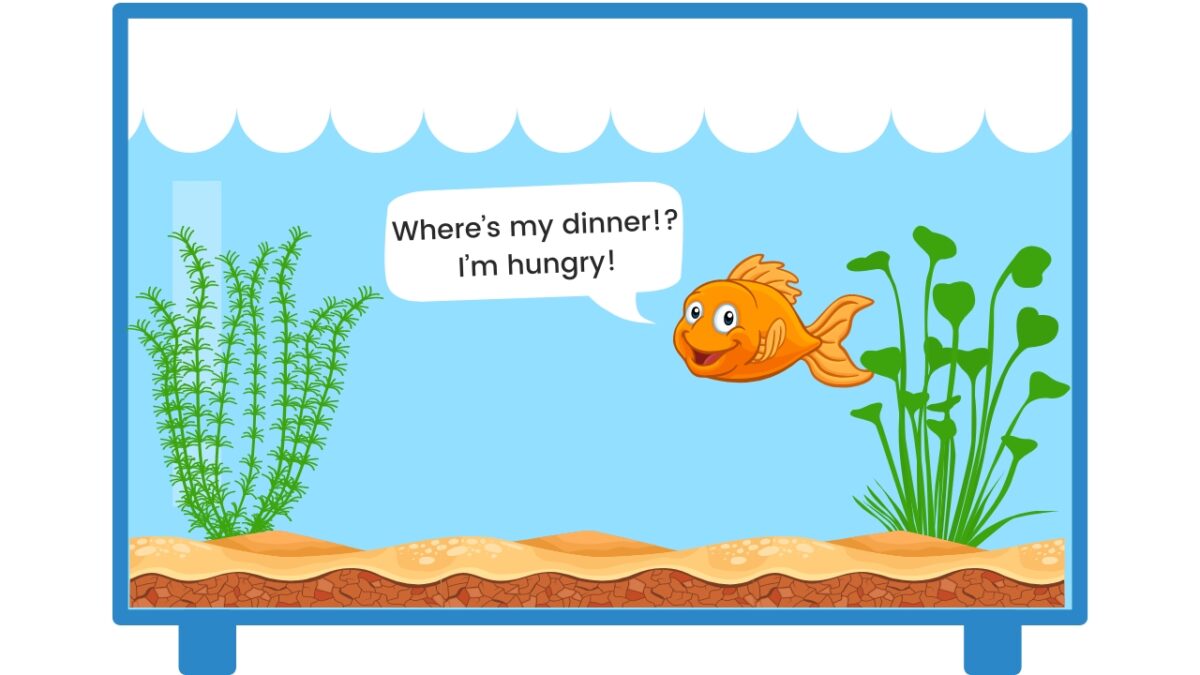 How often to feed goldfish