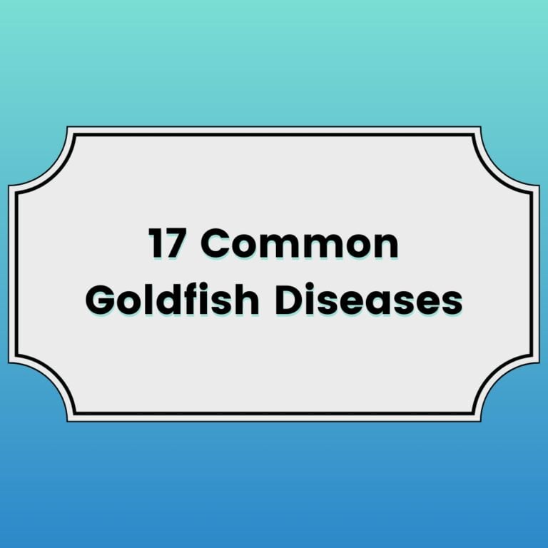17 Common Goldfish Diseases